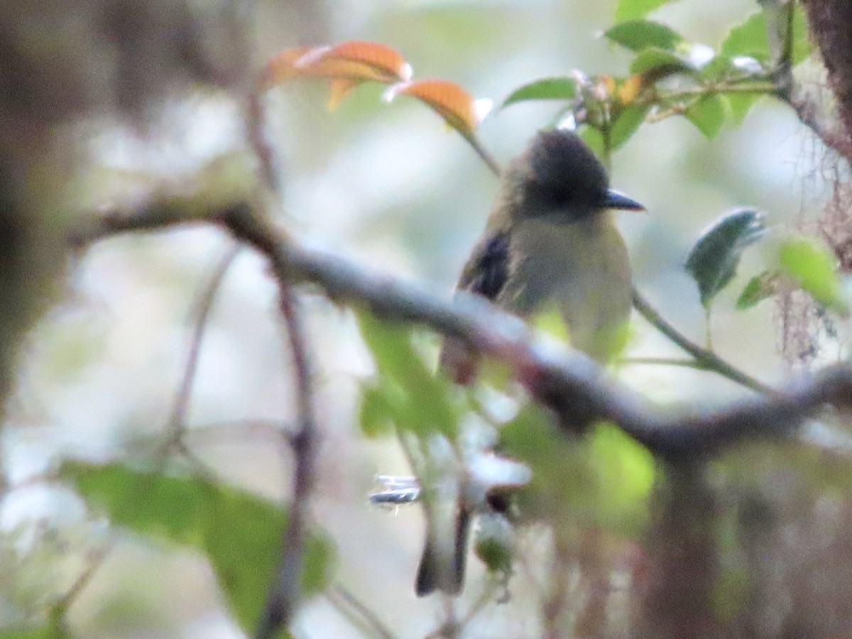 Ochraceous Pewee - ML561709281