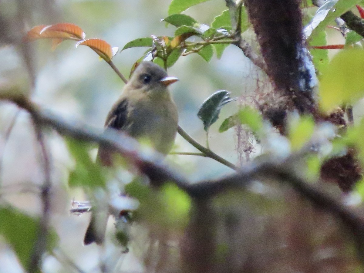 Ochraceous Pewee - ML561709311