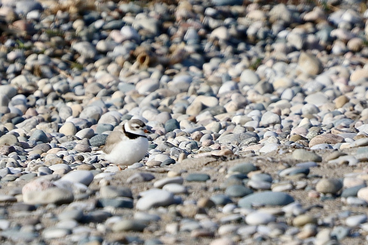 Piping Plover - ML561709461