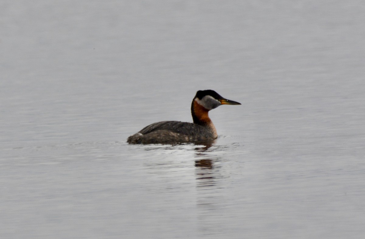 Red-necked Grebe - Anonymous