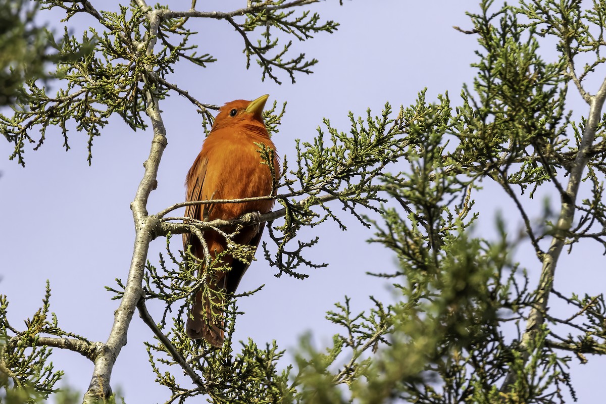 Summer Tanager - ML561710221
