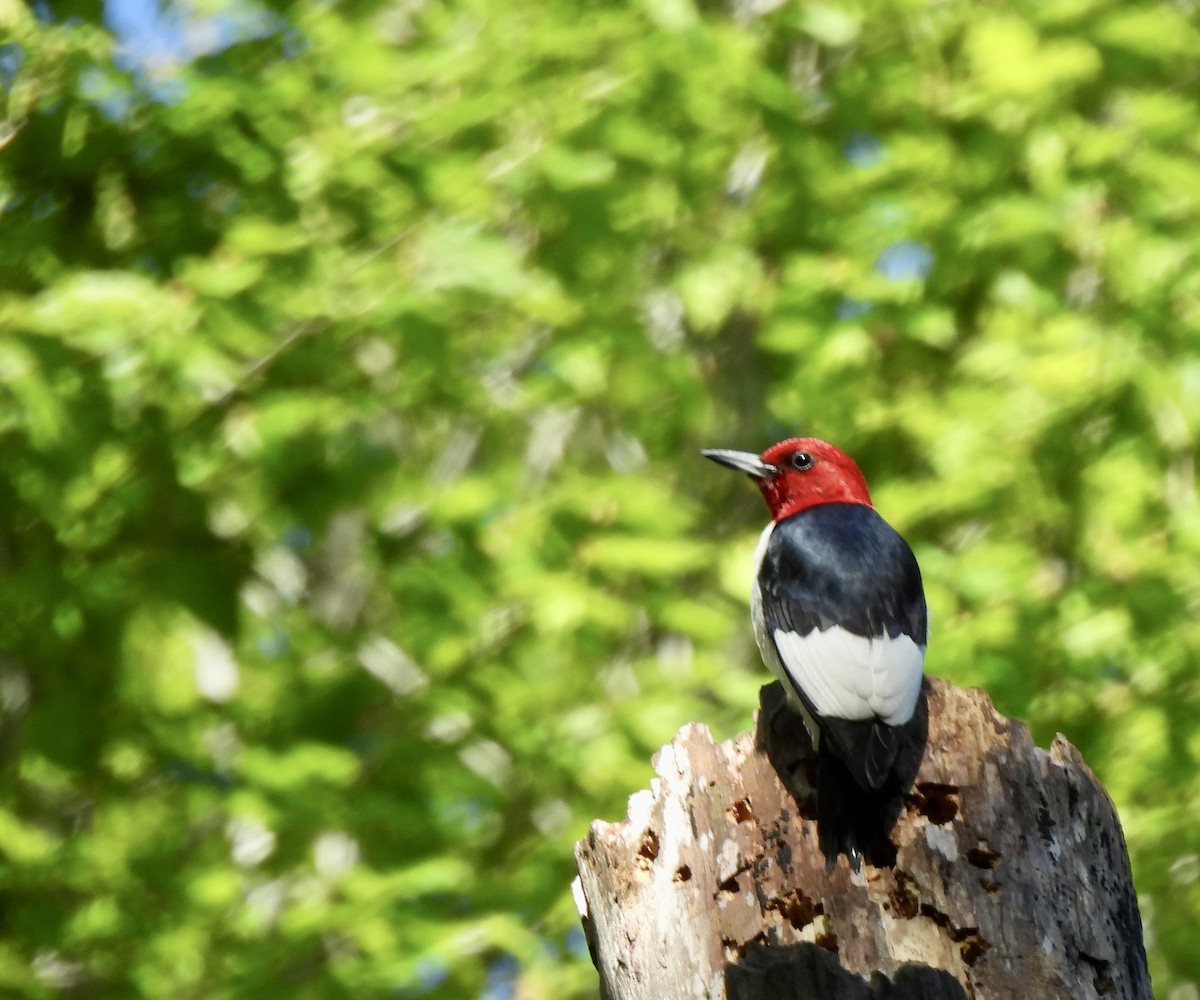 Red-headed Woodpecker - ML561710811