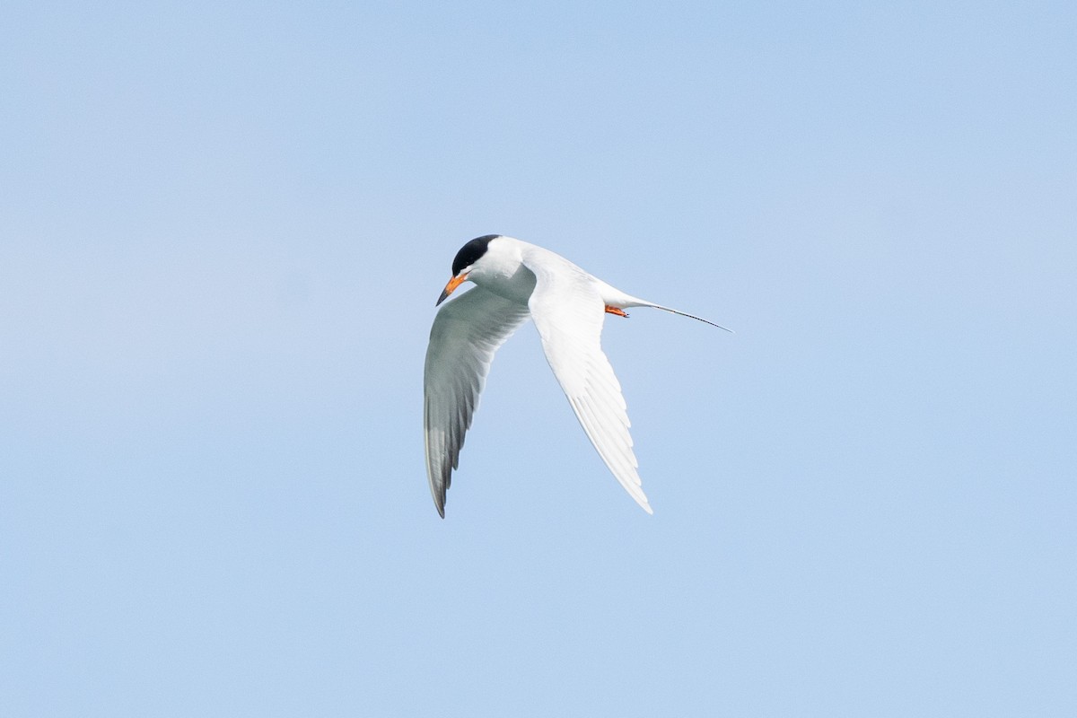 Forster's Tern - ML561711341