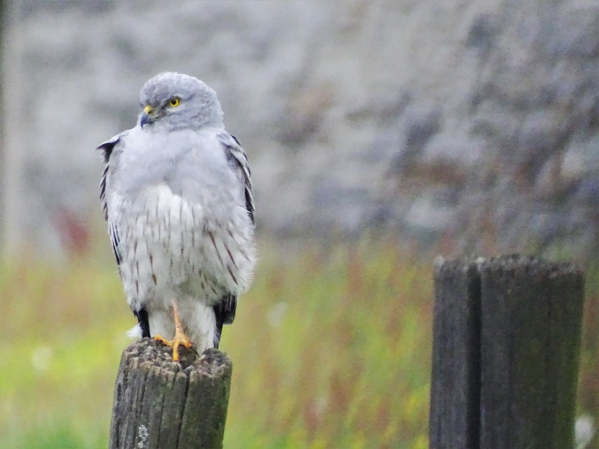 Montagu's Harrier - ML561711671