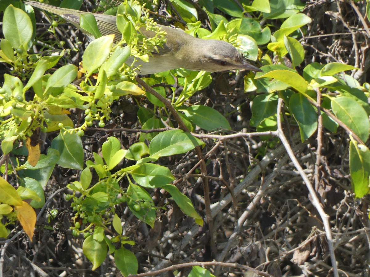 Black-whiskered Vireo - ML561712001