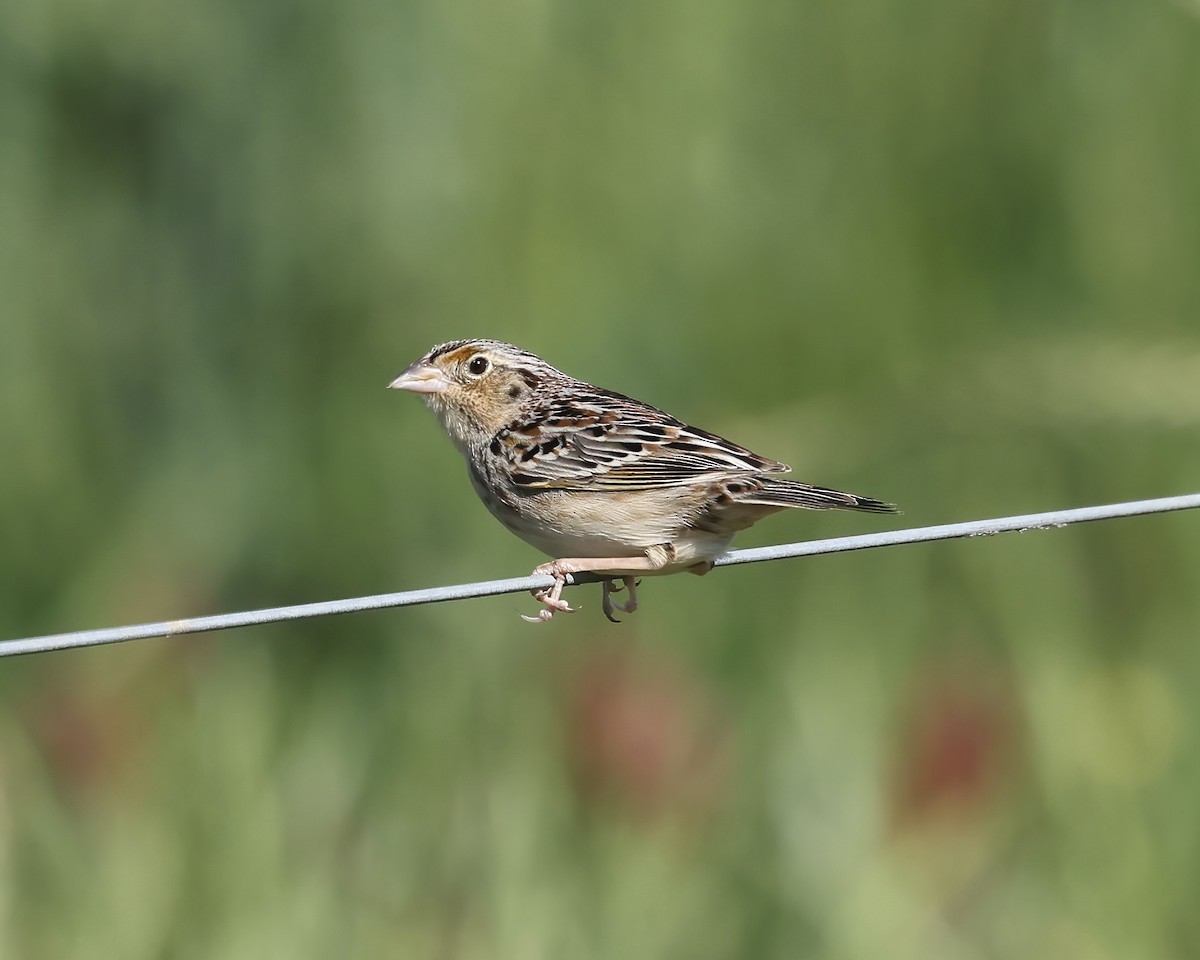 Grasshopper Sparrow - ML561712321