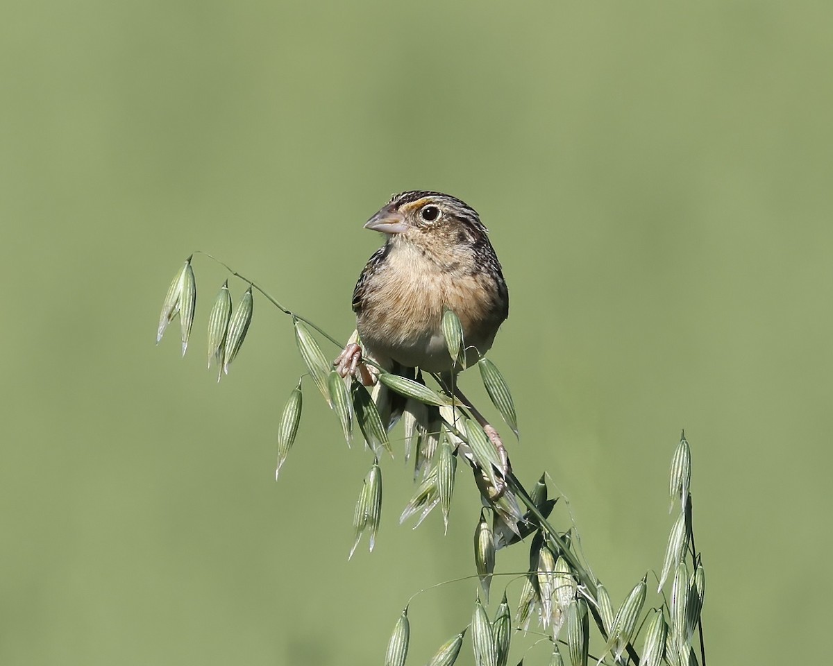 Grasshopper Sparrow - ML561712331