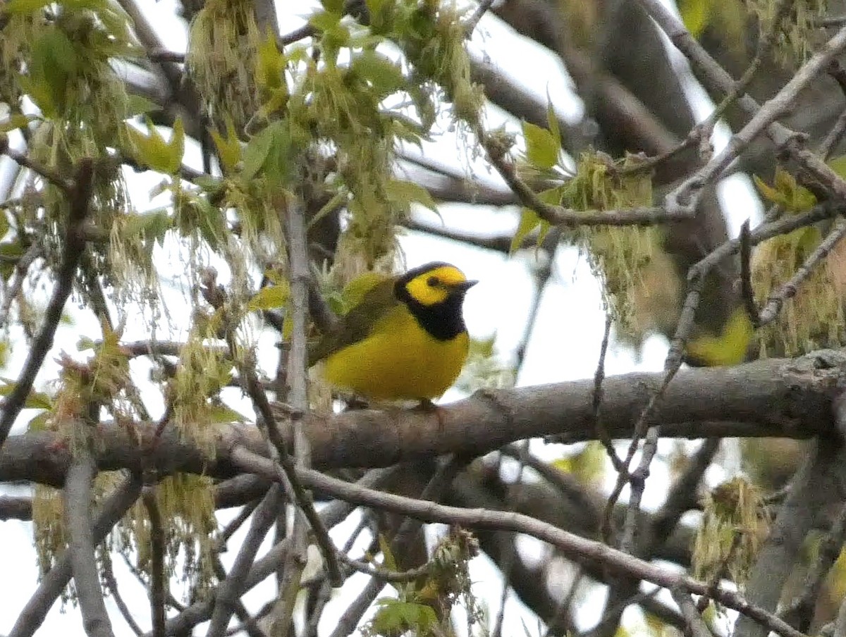 Hooded Warbler - ML561712871