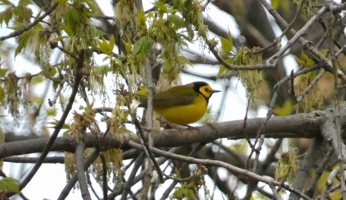 Hooded Warbler - ML561712881