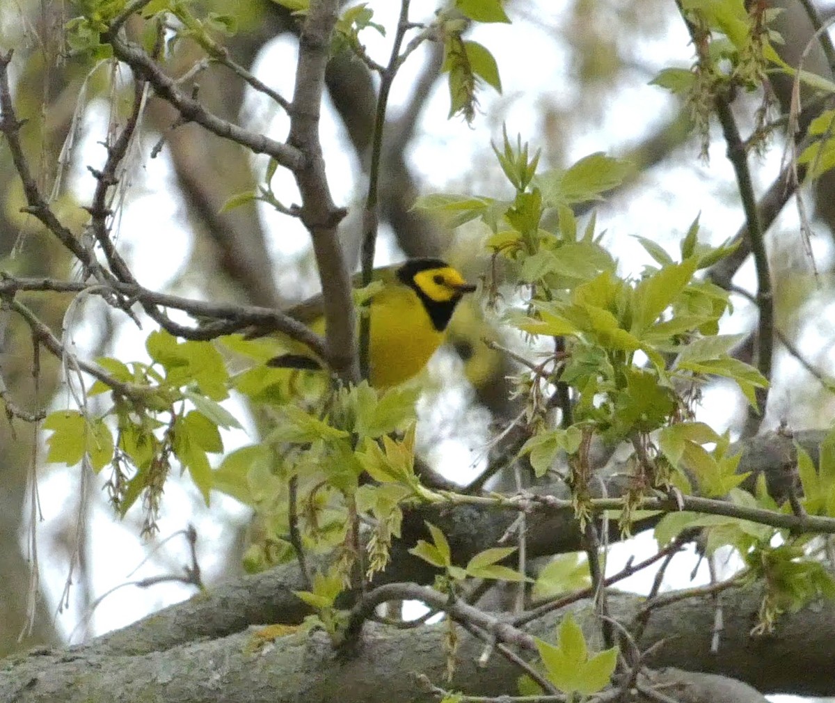 Hooded Warbler - ML561712891