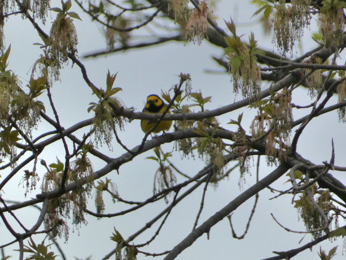 Hooded Warbler - ML561712901