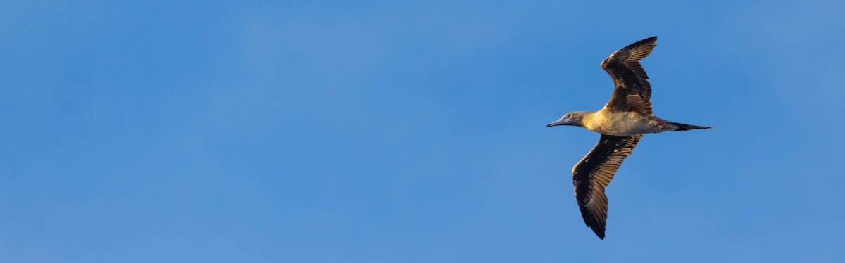 Red-footed Booby - David Barton