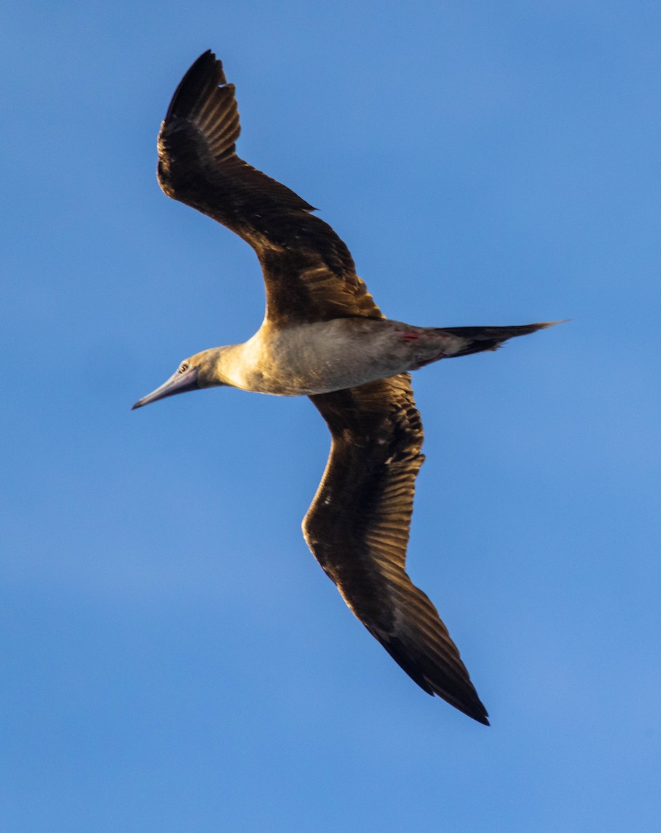 Red-footed Booby - David Barton