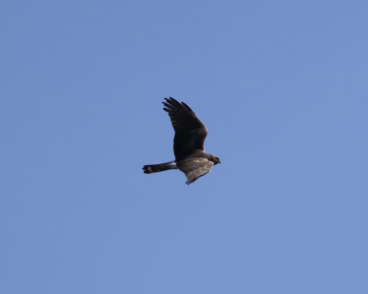 Northern Harrier - ML561713391