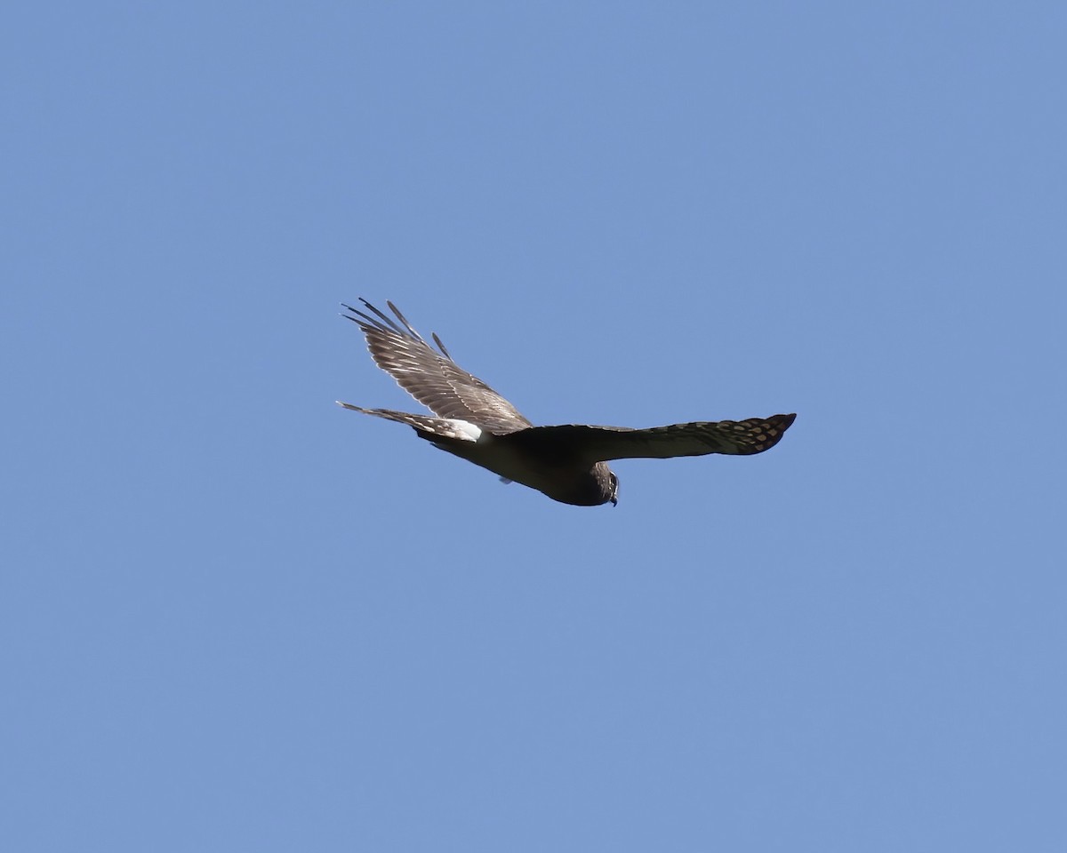 Northern Harrier - ML561713401