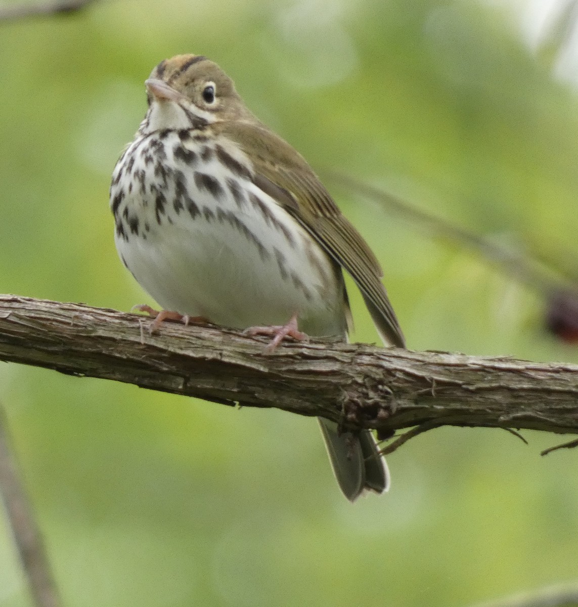 Ovenbird - ML561714321