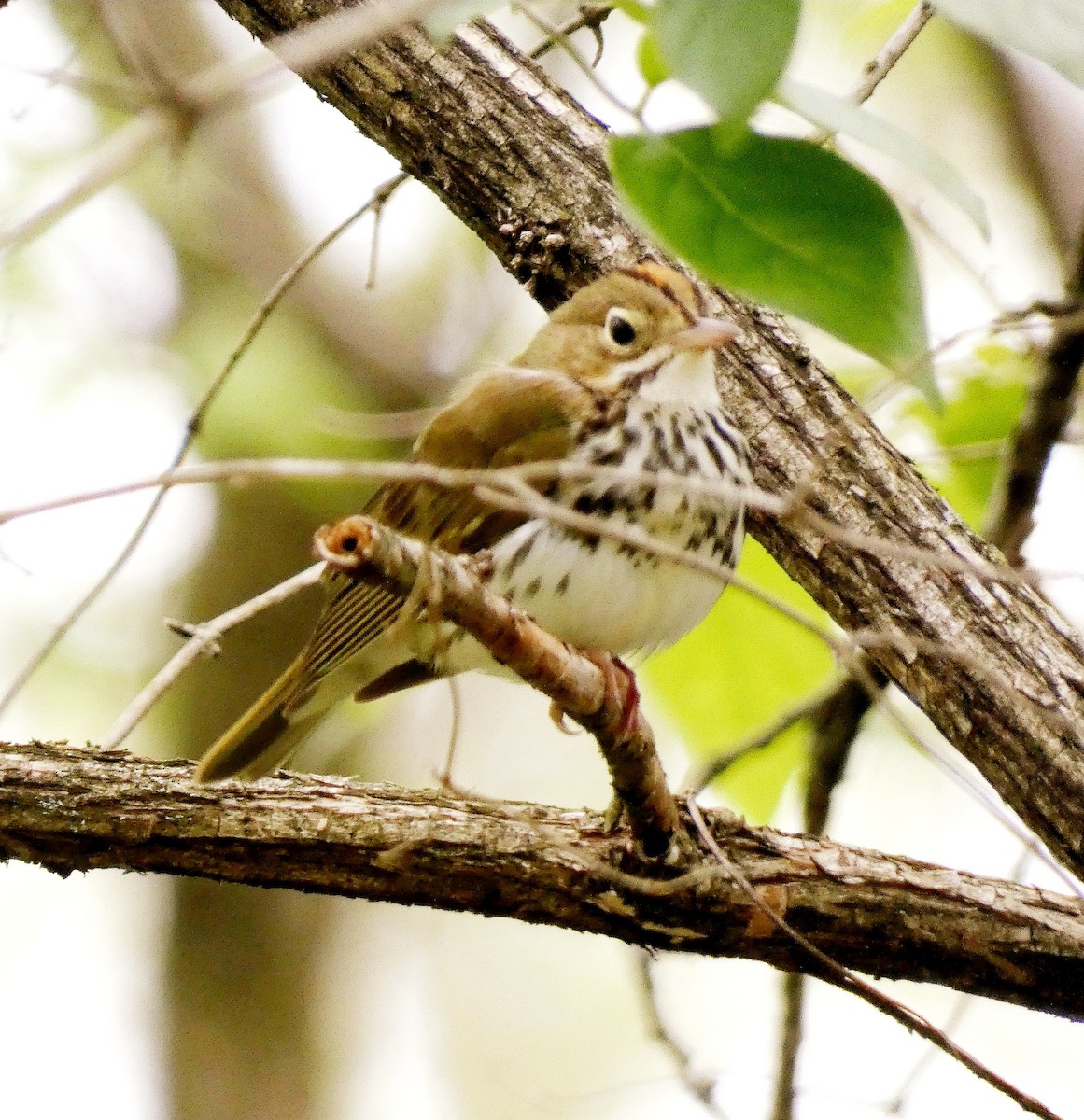 Ovenbird - Darrell Hance