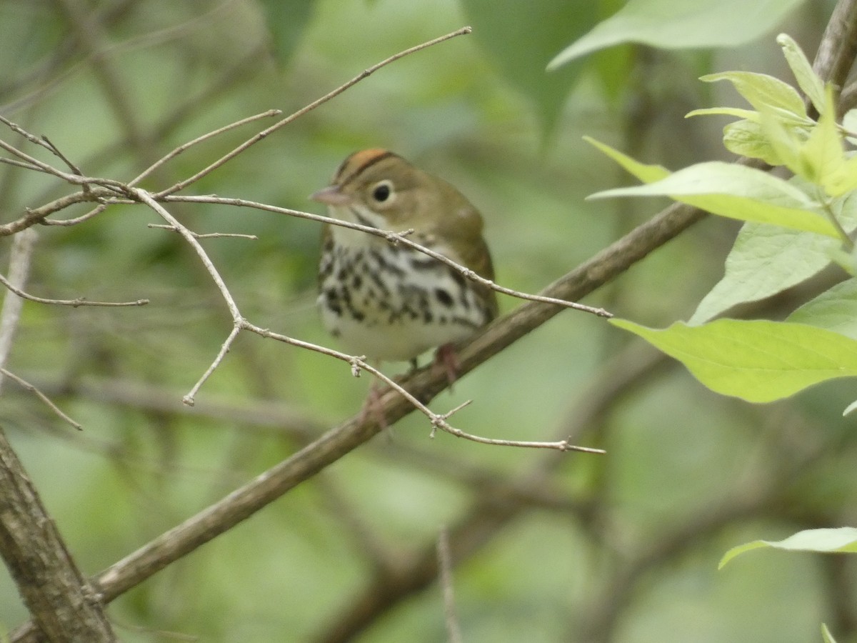 Ovenbird - ML561714601