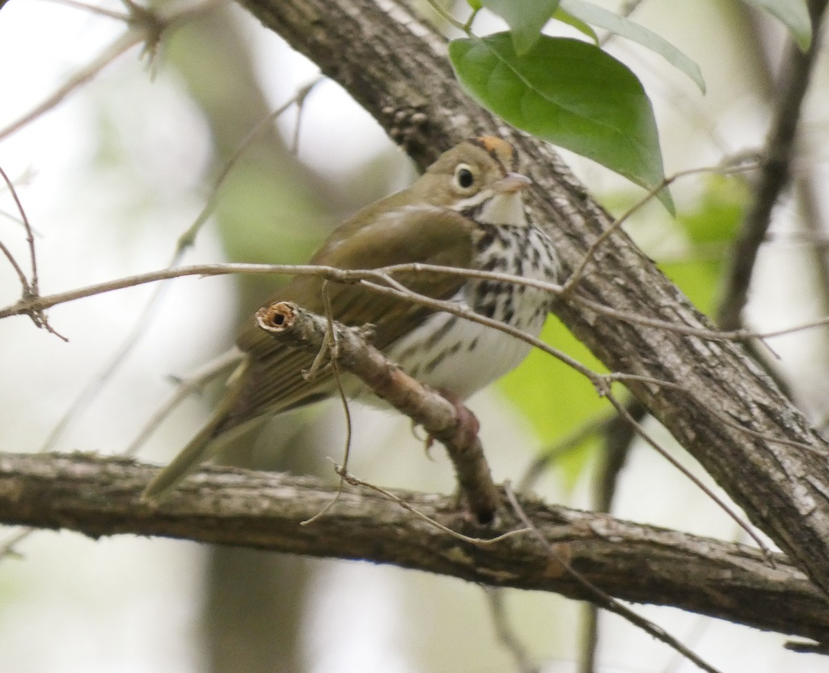 Ovenbird - ML561714771