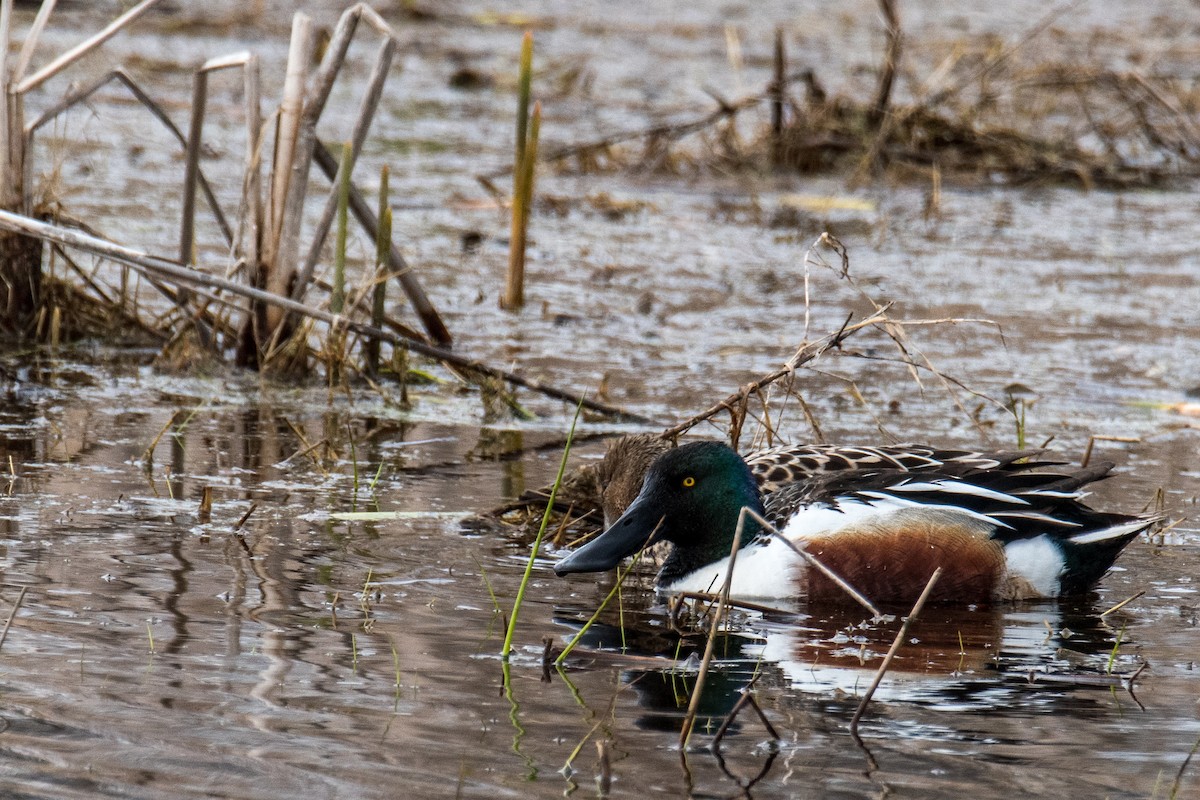 Northern Shoveler - Joshua  Vincent