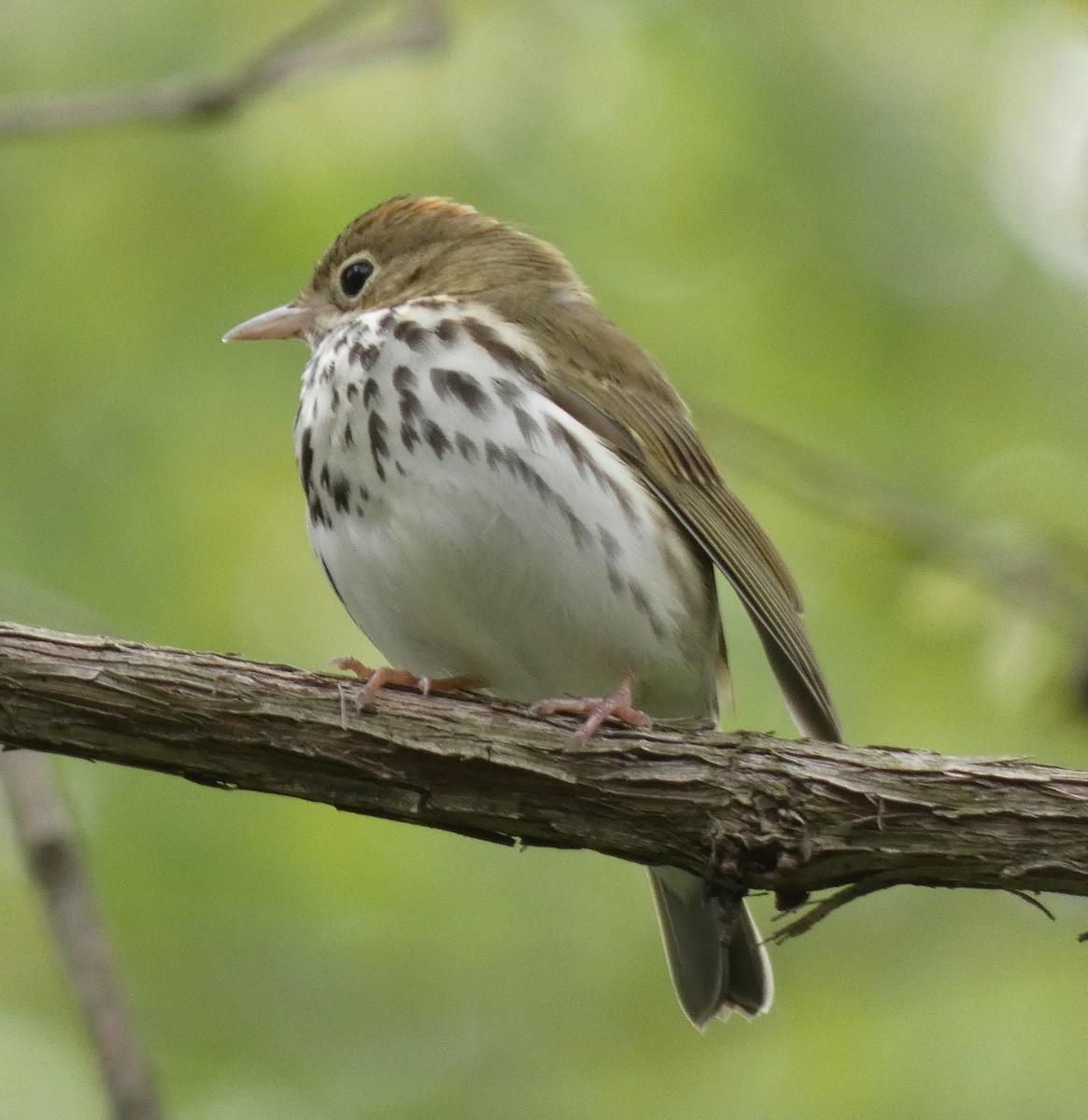 Ovenbird - ML561714851