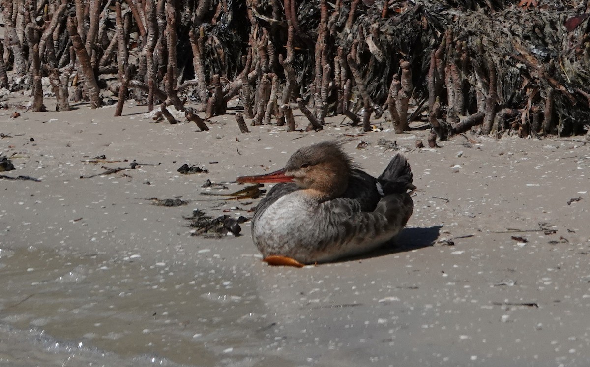 Red-breasted Merganser - ML561714911