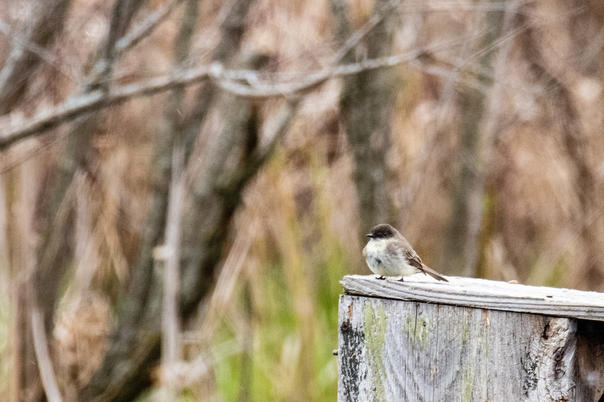 Eastern Phoebe - ML561715051