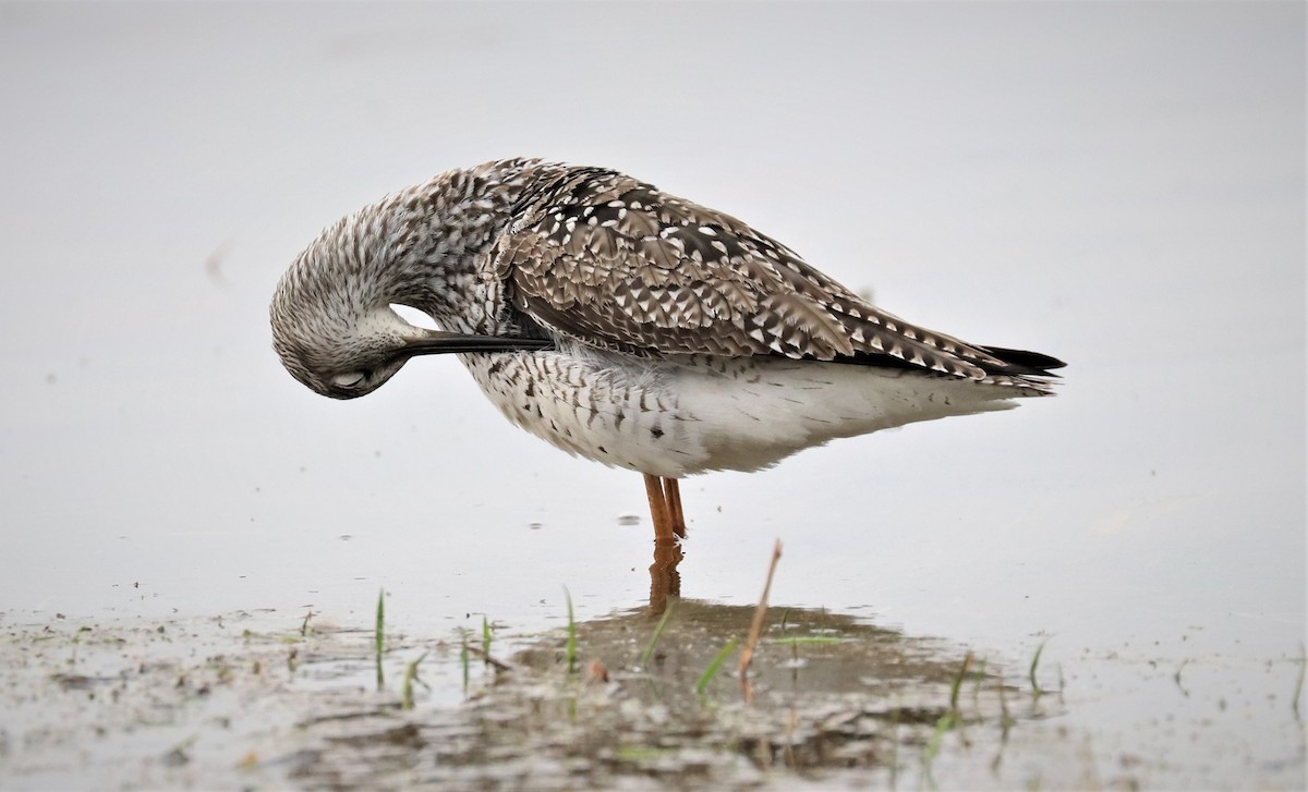 Lesser Yellowlegs - ML561715481