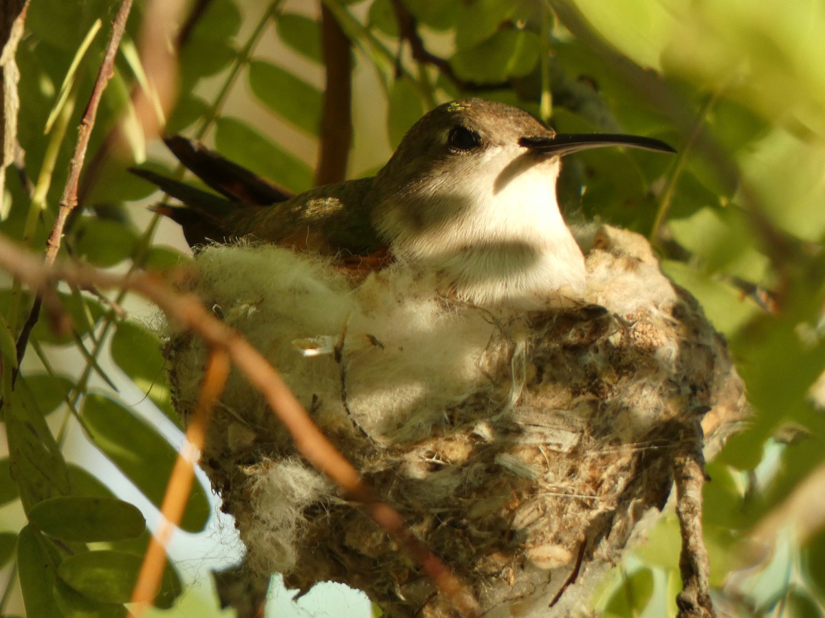 Colibrí de Inagua - ML561715631