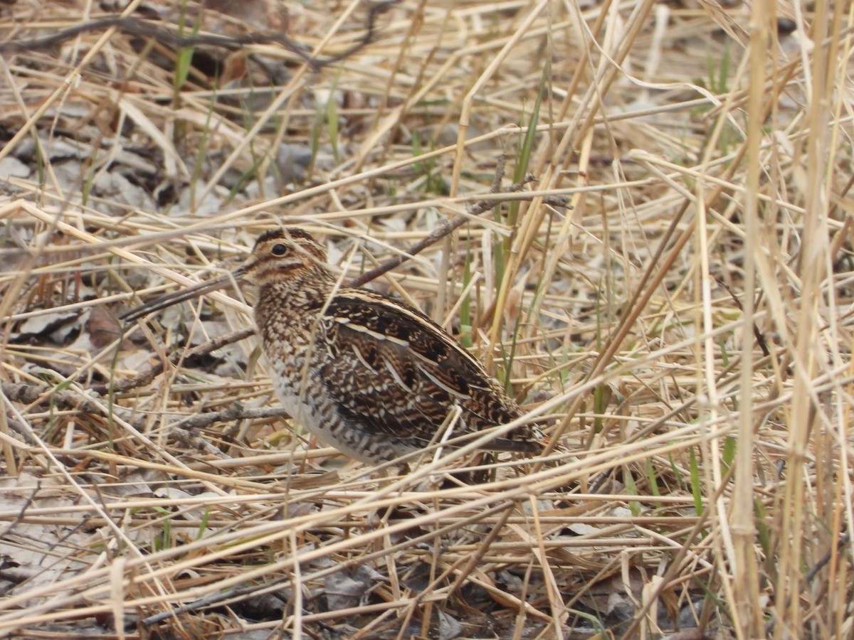 Wilson's Snipe - ML561715801