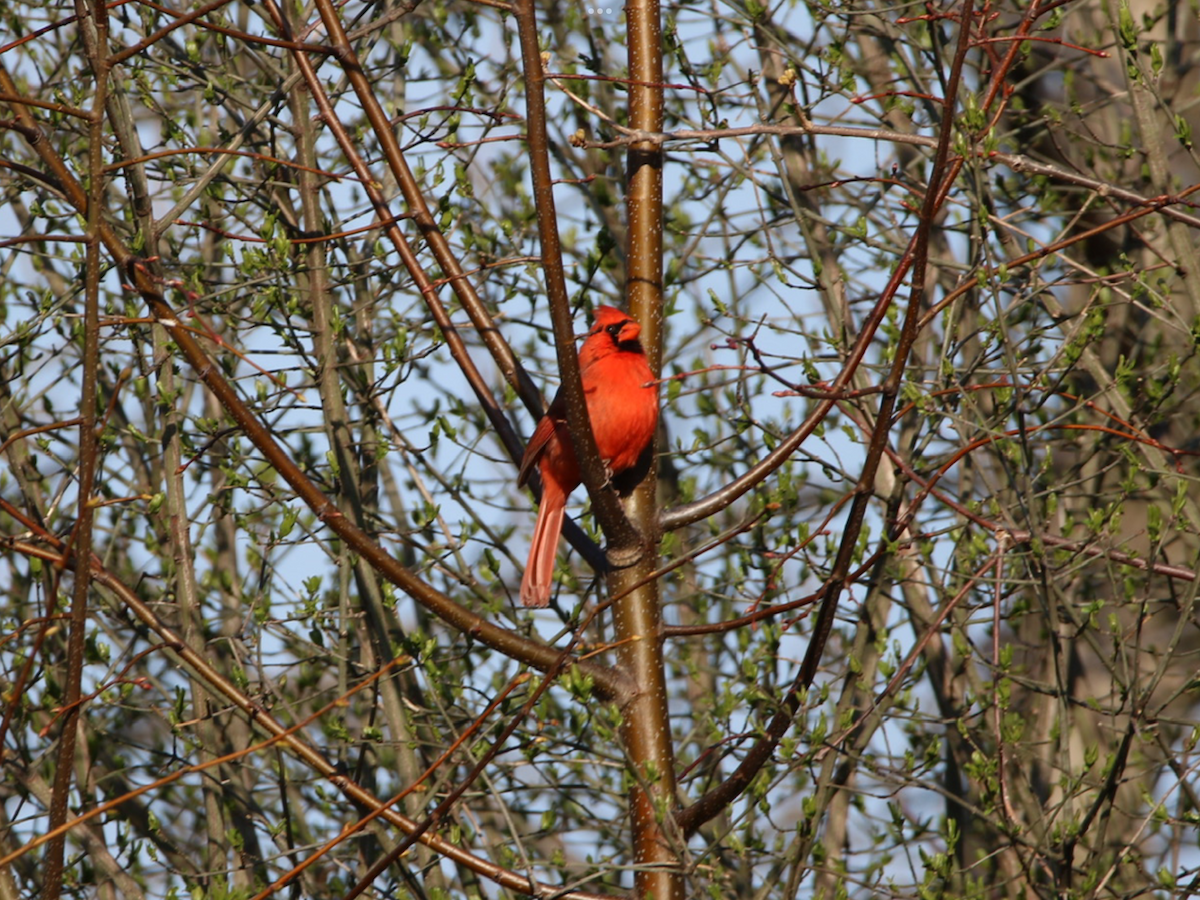 Northern Cardinal - Robert Pettigrew