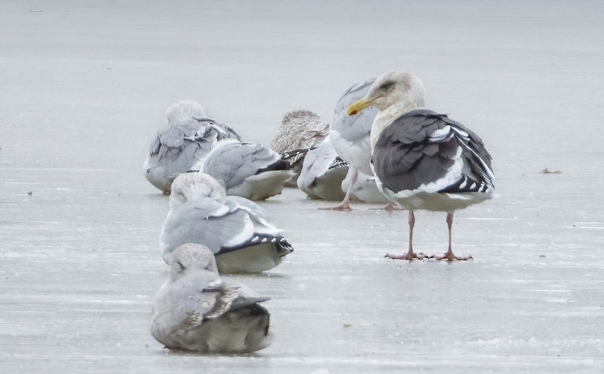 Slaty-backed Gull - Aidan Rominger