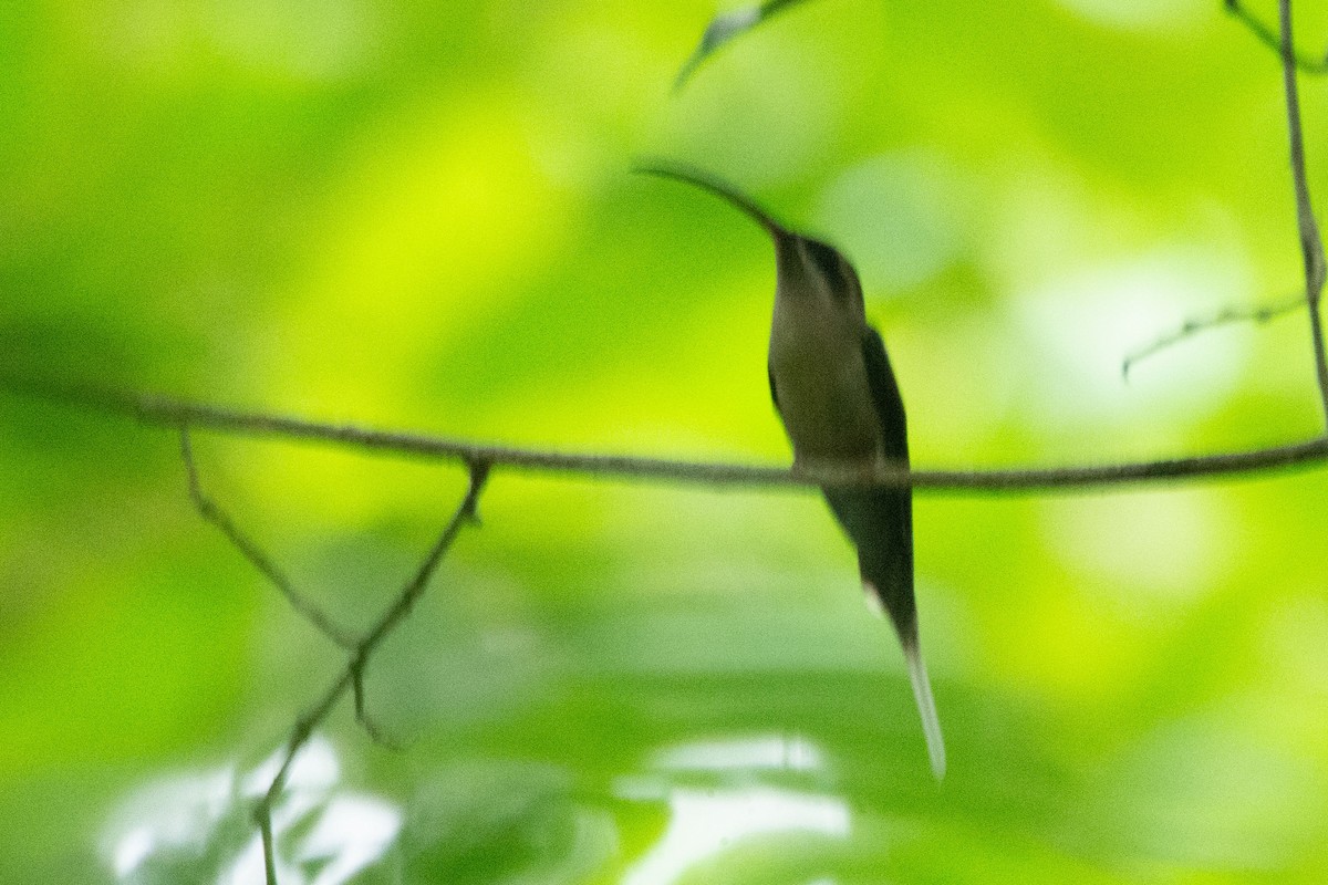 Большеклювый колибри-отшельник [группа moorei] - ML561716271