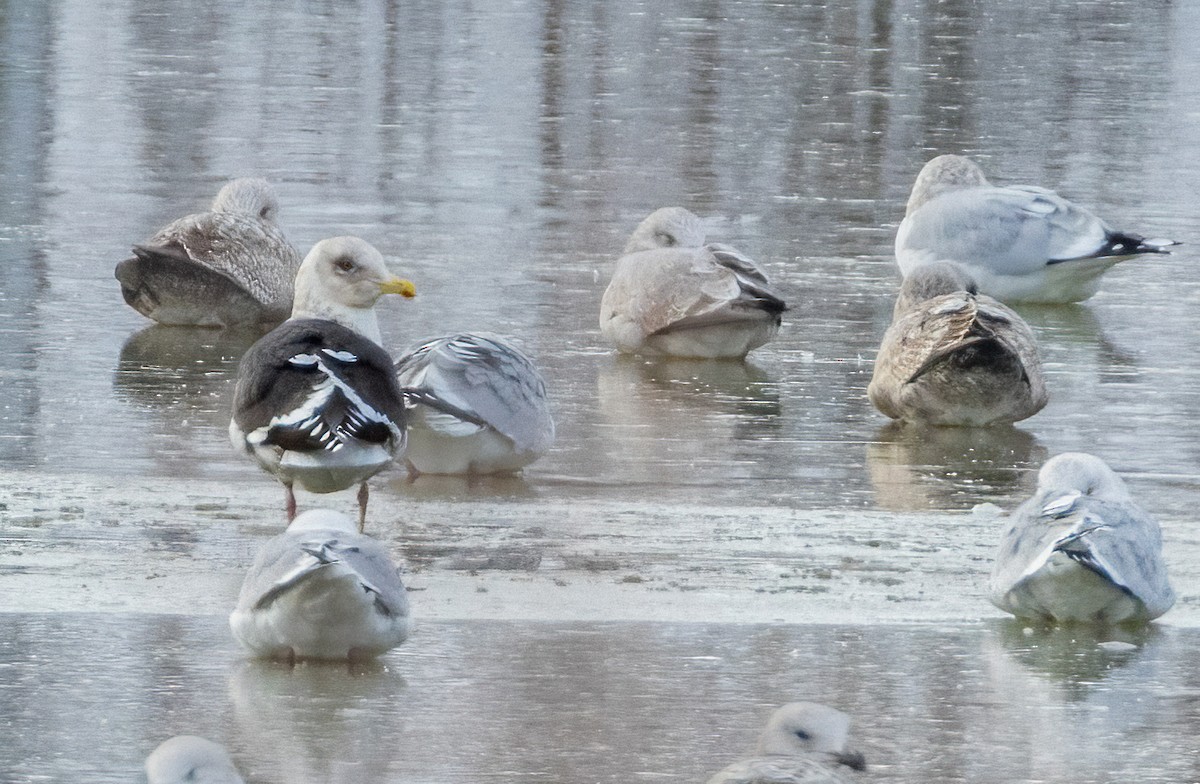 Gaviota de Kamchatka - ML561716301