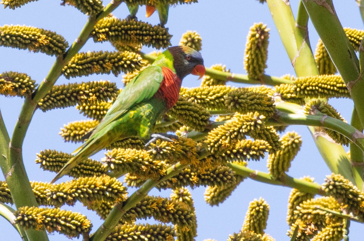 新幾內亞彩虹吸蜜鸚鵡 - ML561717161