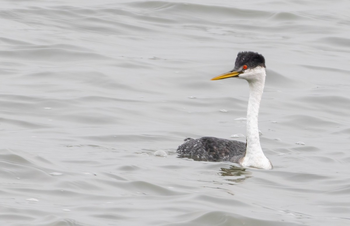 Western Grebe - ML561718141