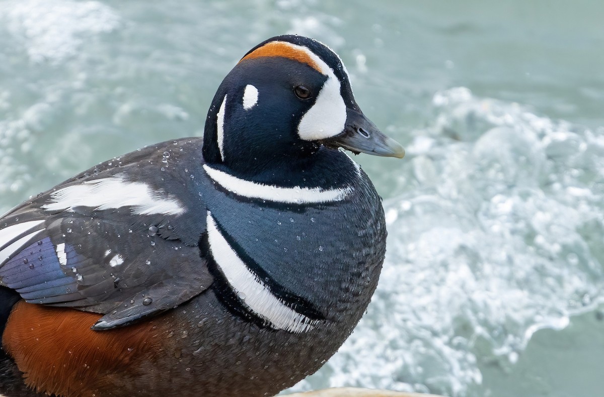 Harlequin Duck - ML561718191