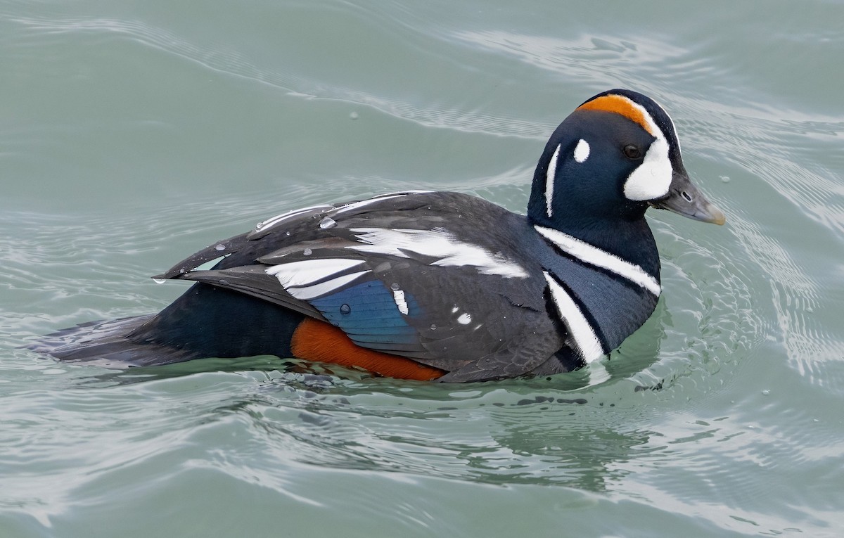 Harlequin Duck - ML561718221