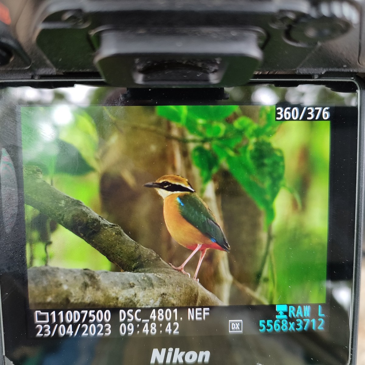 Indian Pitta - ML561718481