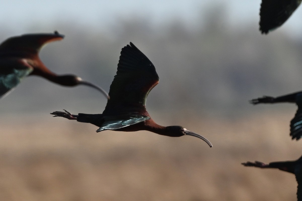 White-faced Ibis - ML561718831