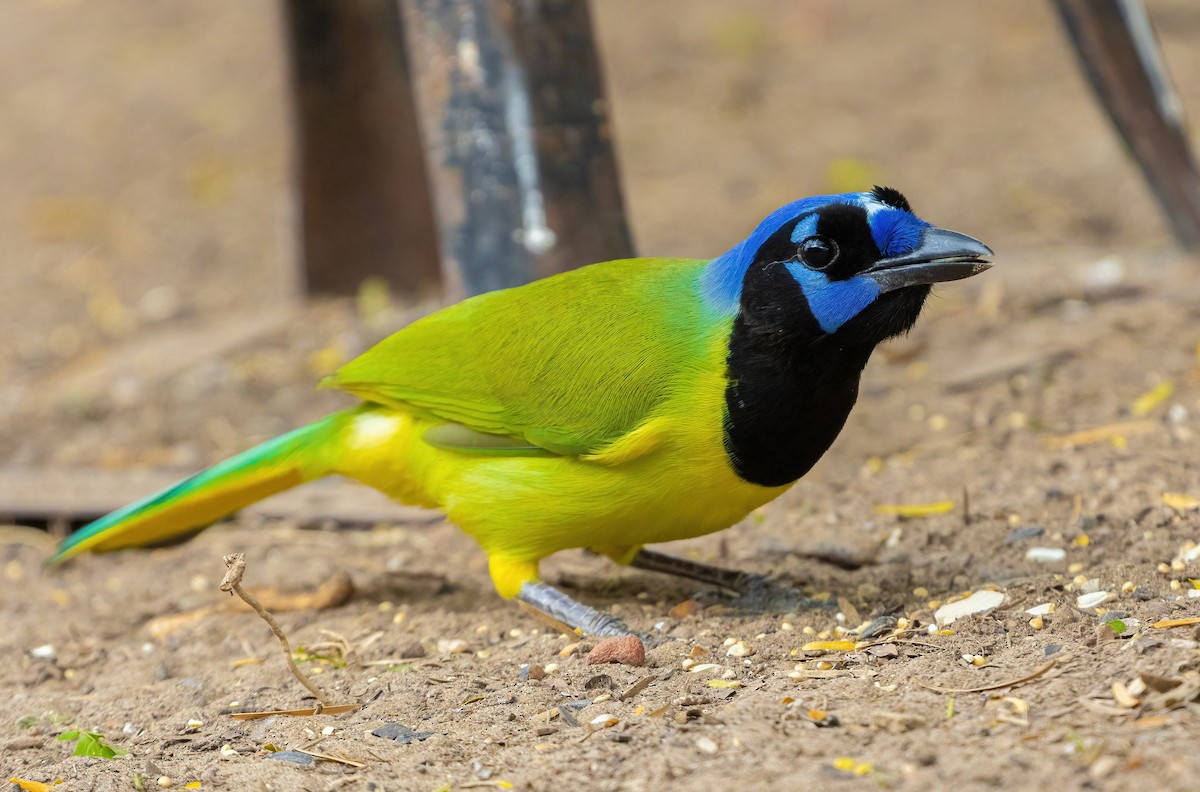 Green Jay - ML561718981