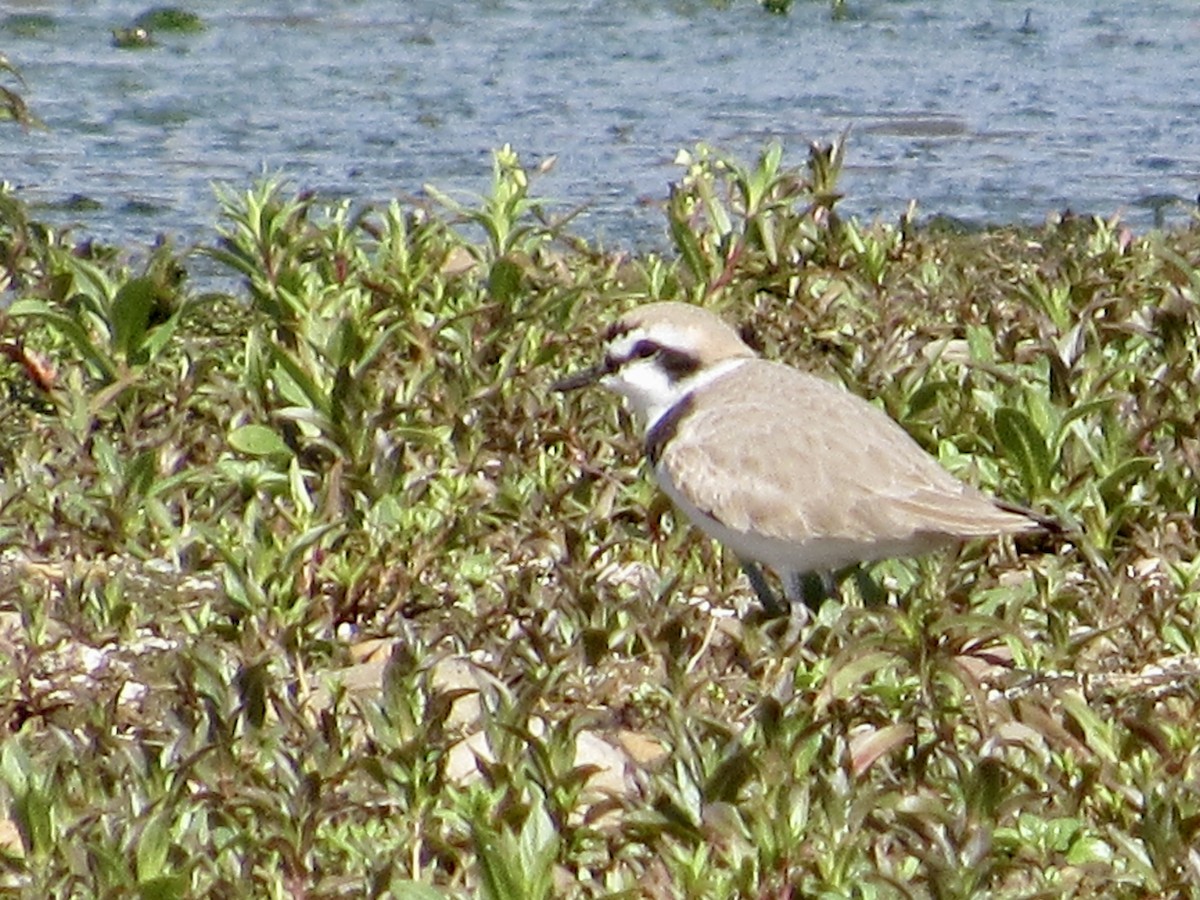 Snowy Plover - Howard Sands