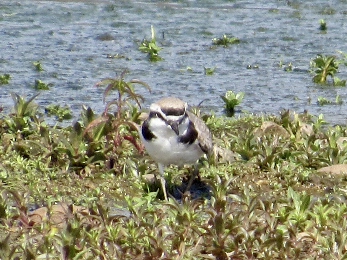 Snowy Plover - Howard Sands