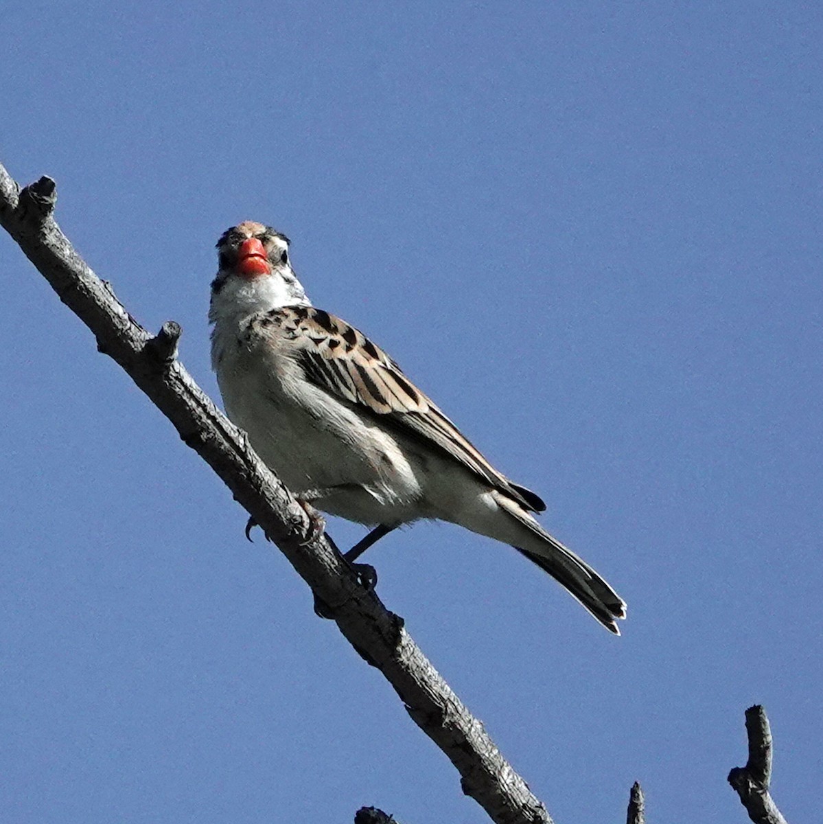 Pin-tailed Whydah - Linda Thomas