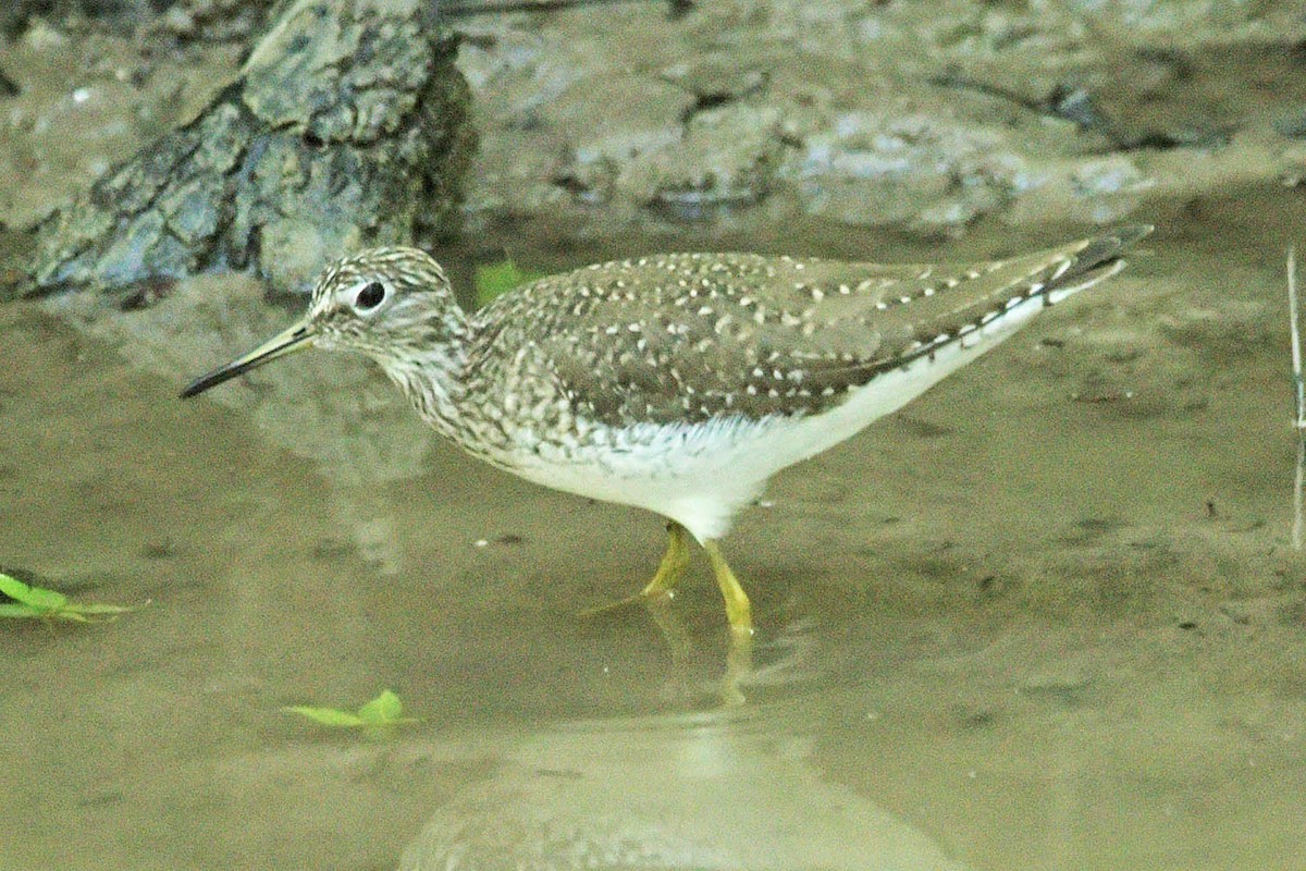 Solitary Sandpiper - ML561720181