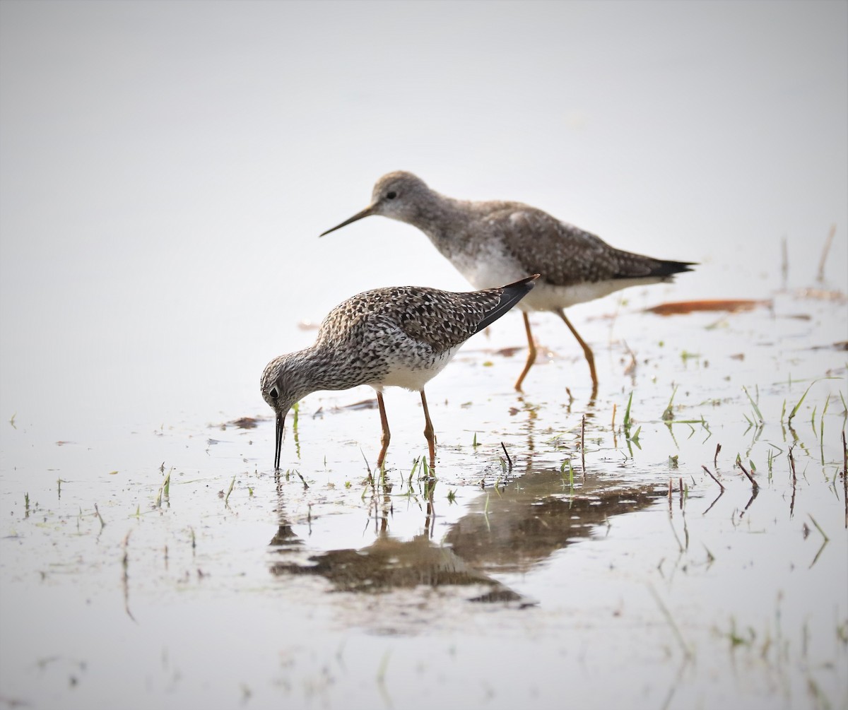 Lesser Yellowlegs - ML561720851