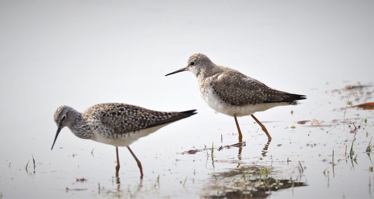 Lesser Yellowlegs - ML561720861