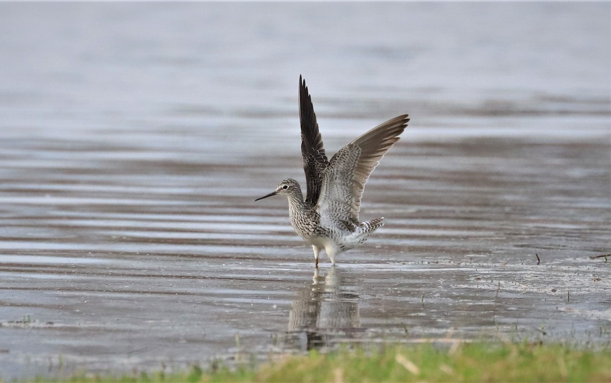 Lesser Yellowlegs - ML561720901