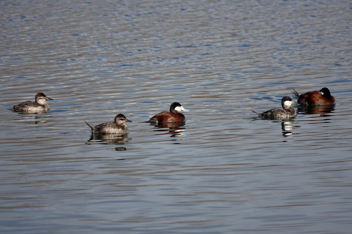 Ruddy Duck - David Servos