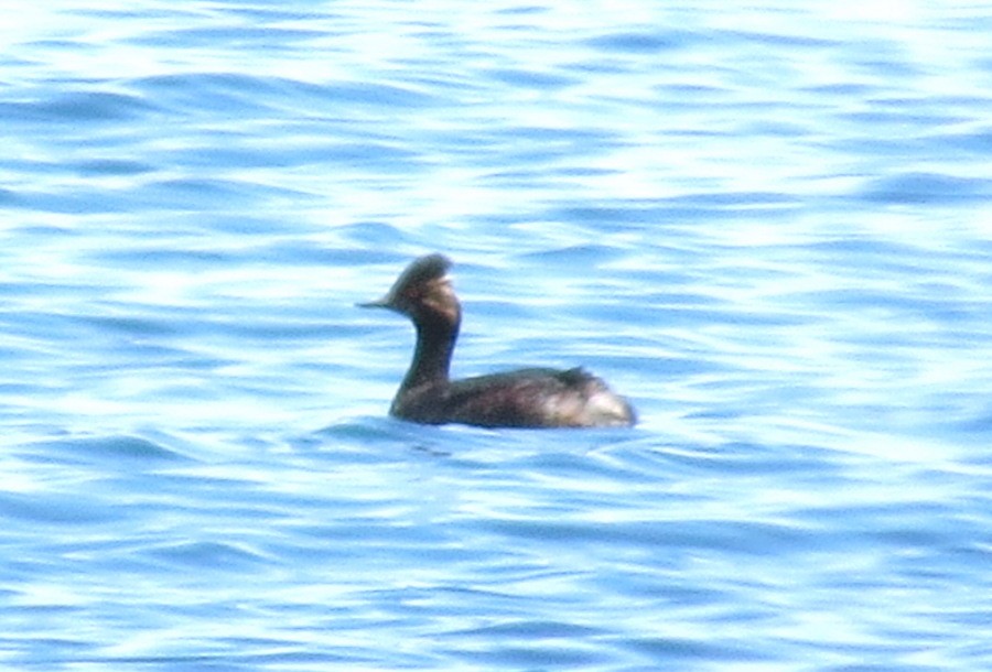 Eared Grebe - ML56172151